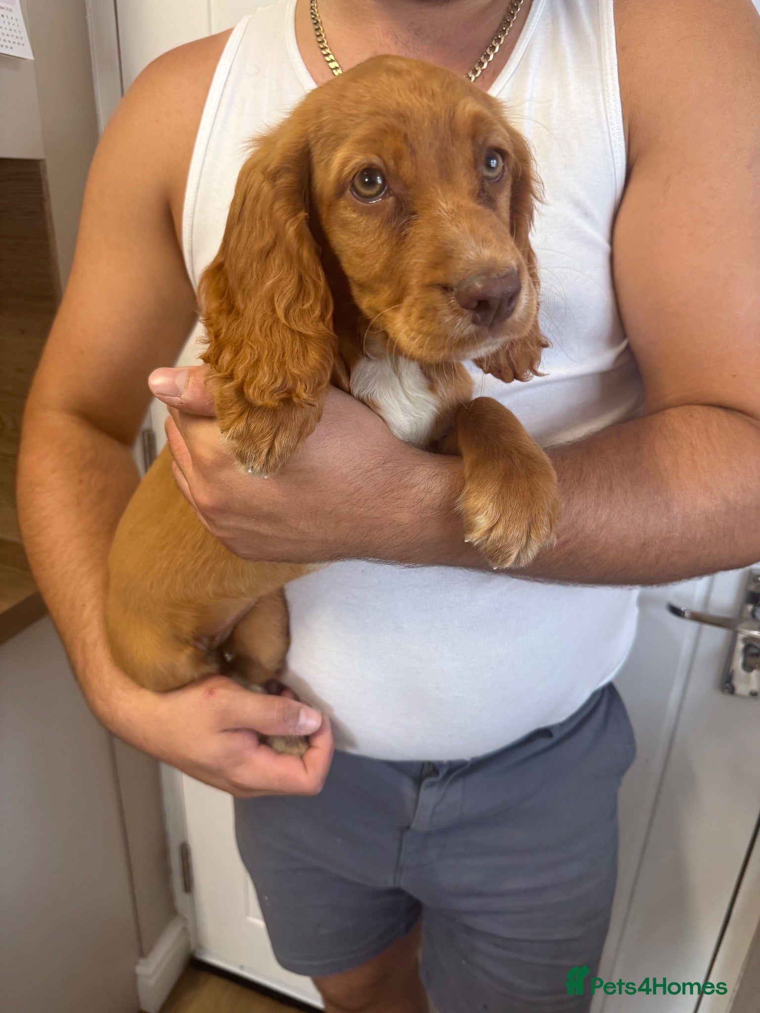 Cocker Spaniel dogs *REDUCED* Last remaining GIRL. Cocker Spaniel.  - Advert 15