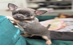 Chihuahua dogs for sale: Lilac Chihuahua (small) - Image 5