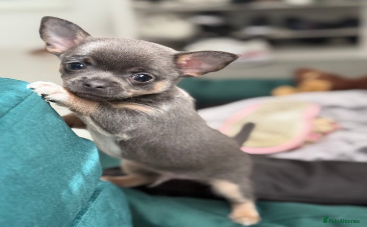 Chihuahua dogs - Advert 8