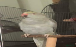 Ringnecks birds for sale: 16 week old Indian grey ring neck parrot  - Image 9