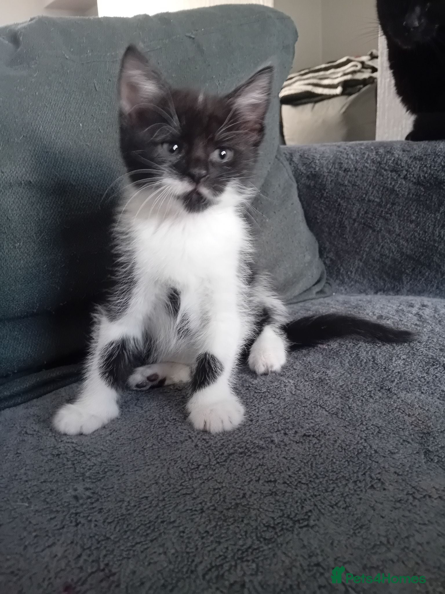 Mixed Breed cats 10 week old kittens looking for forever homes  - Advert 1