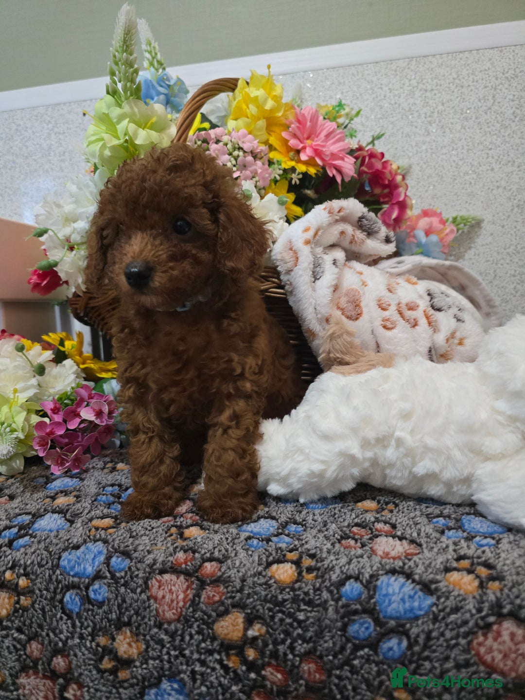 Toy Poodle dogs for sale: Kc reg deep red toy poodle council licensed  - Image 22