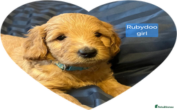Labradoodle dogs for sale: Outstanding beautiful labradoodles F3b puppies - Image 19