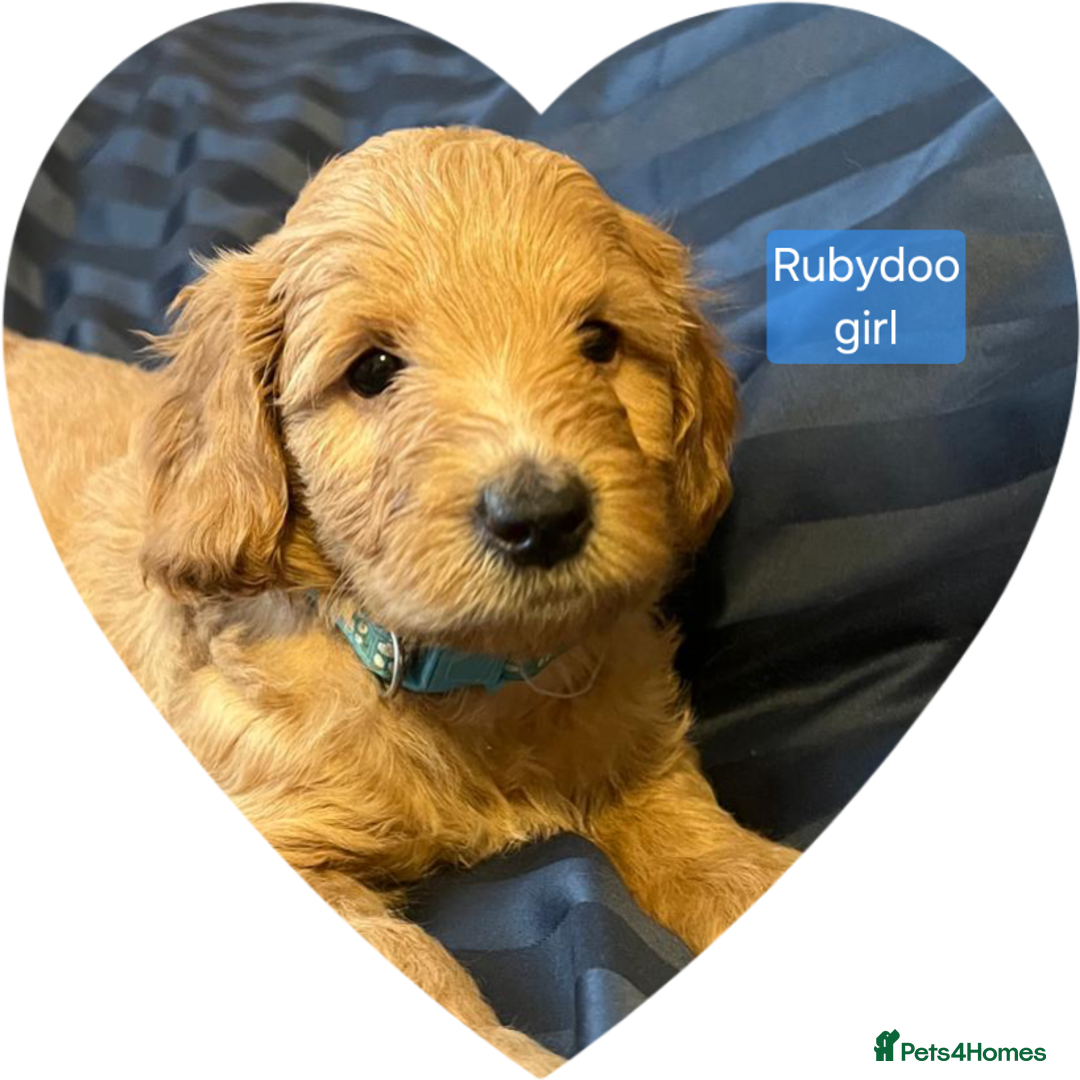Labradoodle dogs for sale: Outstanding beautiful labradoodles F3b puppies - Image 19