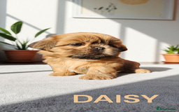 Shih Tzu dogs for sale: 💕🐶💕 STUNNING SHIH TZU 💕🐶💕 - Image 22