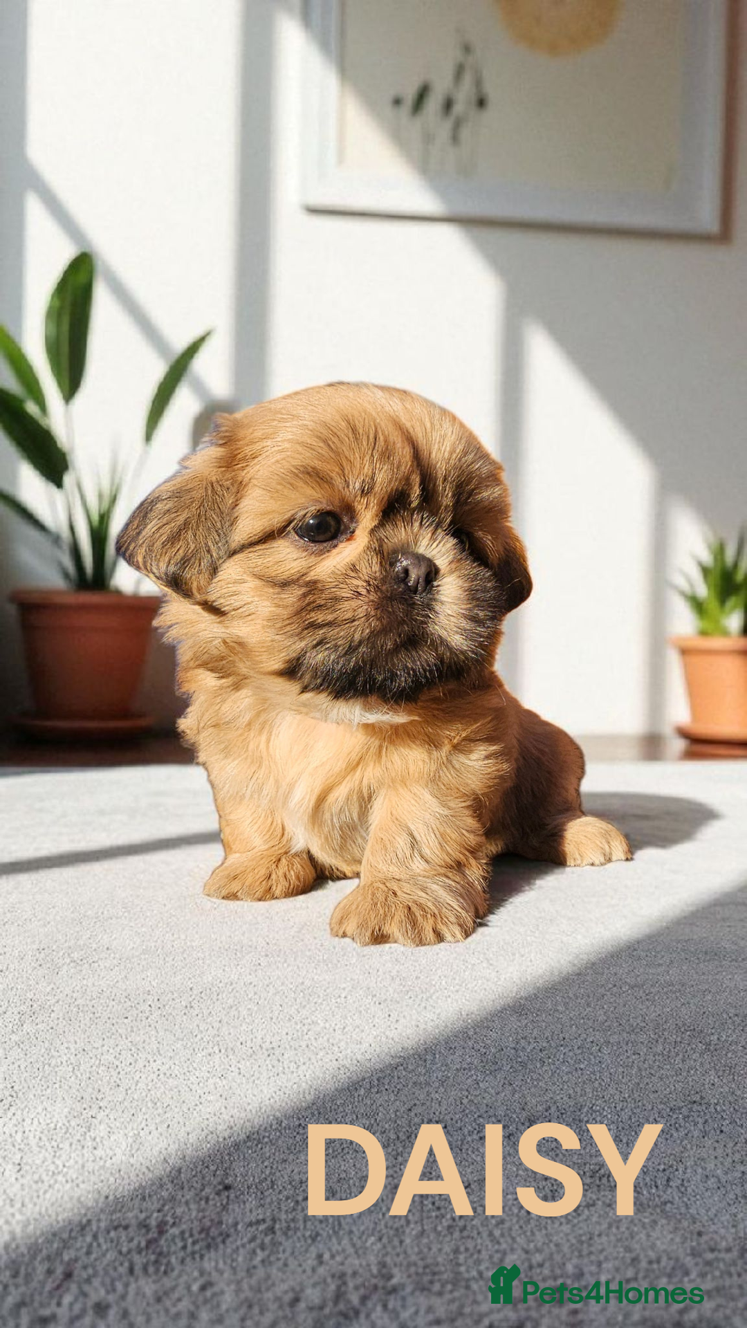 Shih Tzu dogs for sale: 💕🐶💕 STUNNING SHIH TZU 💕🐶💕 - Image 22