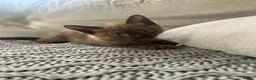 Mixed Breed cats for sale: 🐱 2 male kittens looking for new home 🐱  - Advert 6