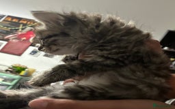 Mixed Breed cats for sale: 1ginger boy beautiful kitten left£150 uno  in London - Image 14