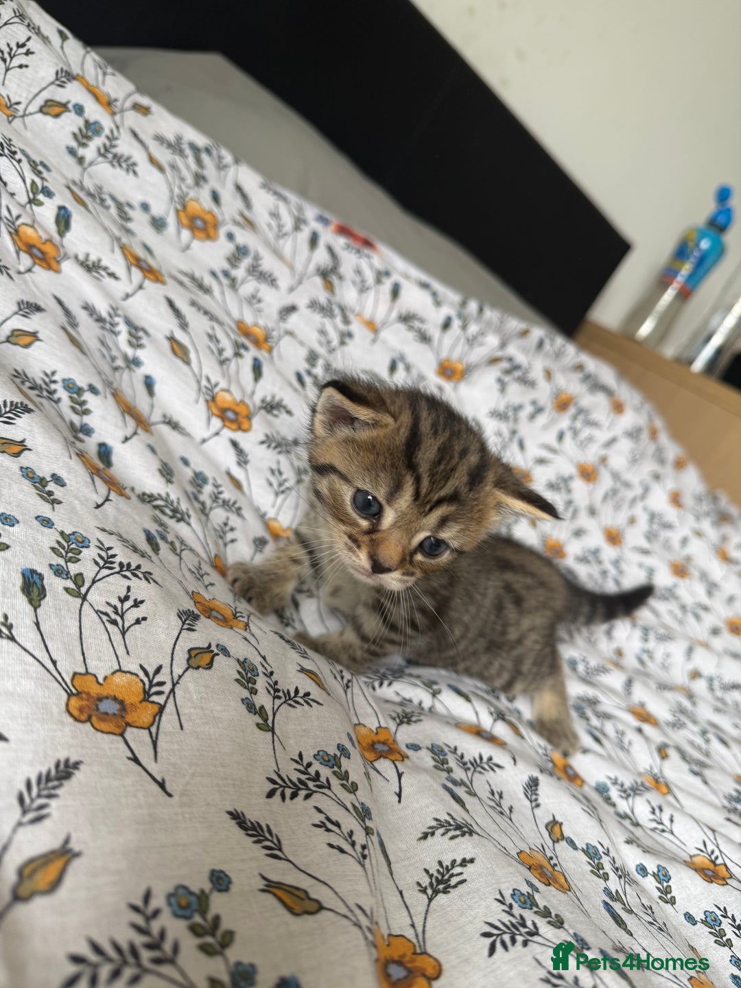 Maine Coon cats for sale: Maine coon x Russian Blue - Image 8