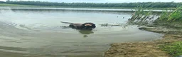 Cocker Spaniel dogs for sale: Show Type Chocolate Roan & tan female. 2 year old. - Advert 10