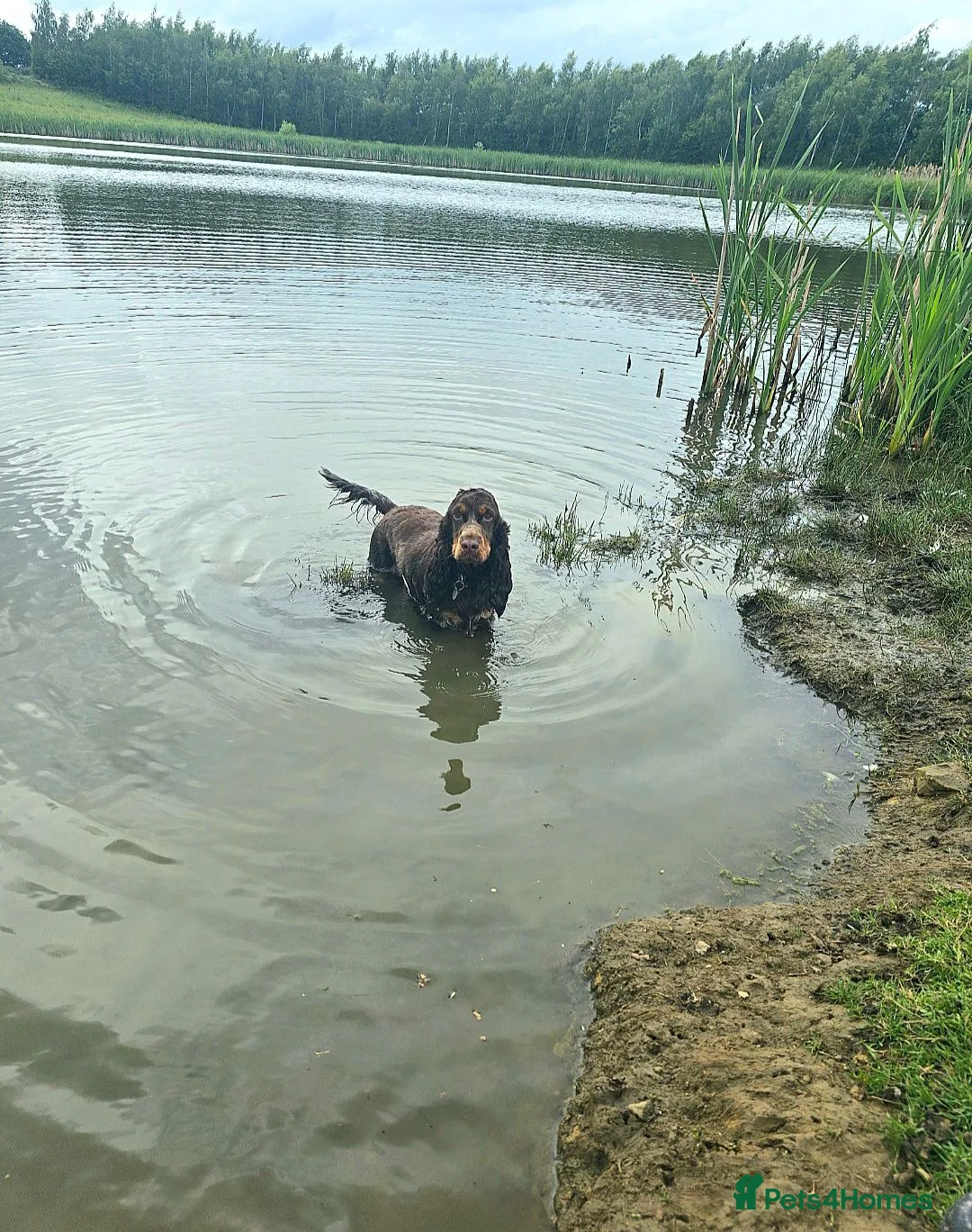 Cocker Spaniel dogs for sale: Show Type Chocolate Roan & tan female. 2 year old. - Advert 10