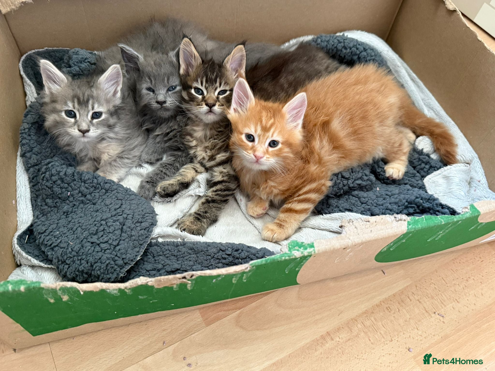 Maine Coon cats Stunning litter of Maine coons  - Advert 18
