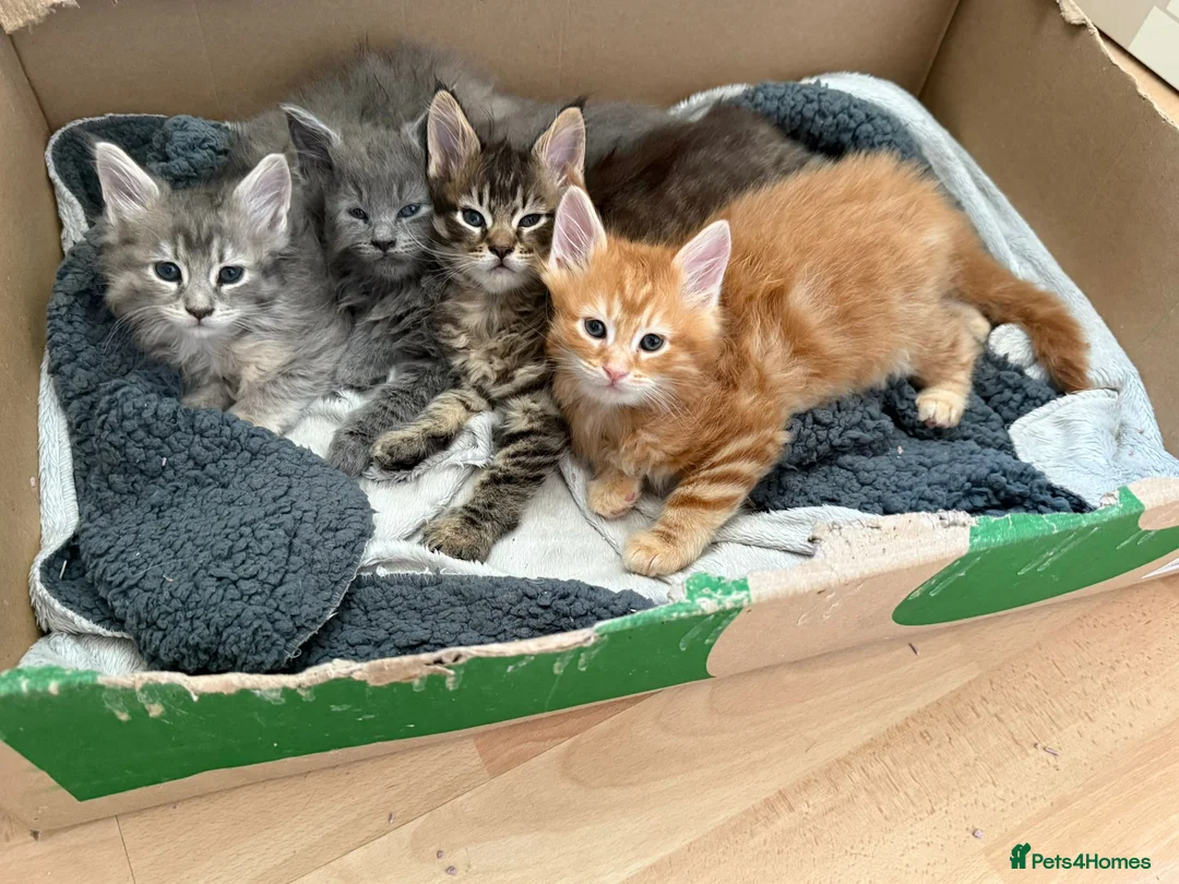 Maine Coon cats for sale: Stunning litter of Maine coons  in Glastonbury - Advert 1