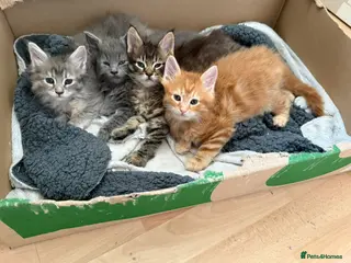 Maine Coon cats Stunning litter of Maine coons - Advert 18