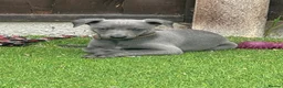 Whippet dogs for sale: Whippets  - Advert 14