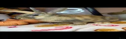 Continental Giant rabbits for sale: Stunning continental giant baby bunny rabbits - Advert 14