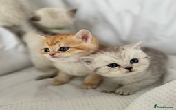 British Shorthair cats for sale: Gold and silver shaded GCCF kittens - Image 13