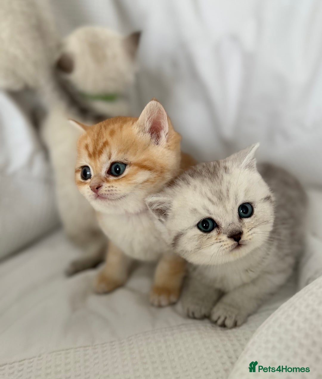 British Shorthair cats for sale: Gold and silver shaded GCCF kittens - Image 13
