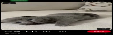 British Shorthair 2