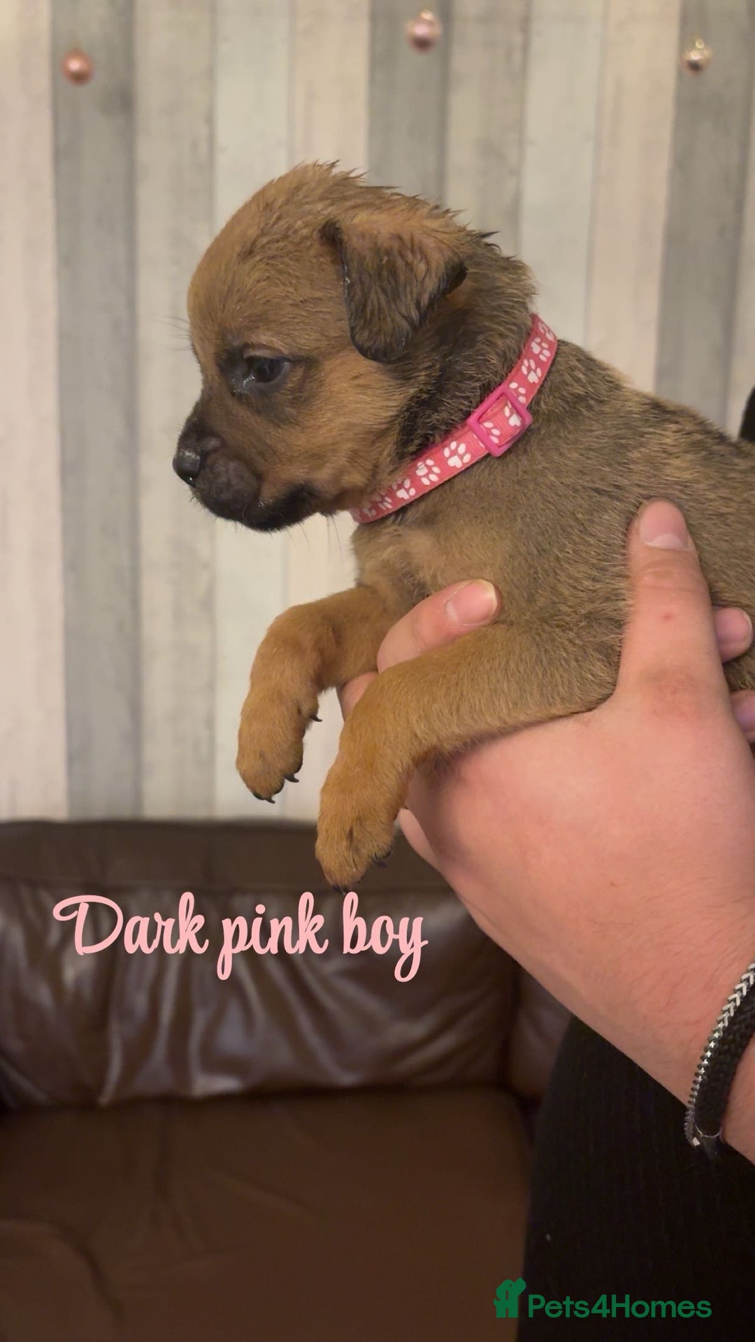 Mixed Breed dogs for sale: Gorgeous bullmastiff x Rottweiler puppies - Advert 6
