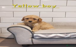 Cavachon dogs for sale: Beautiful Cavapoochons 🥰 - Image 12