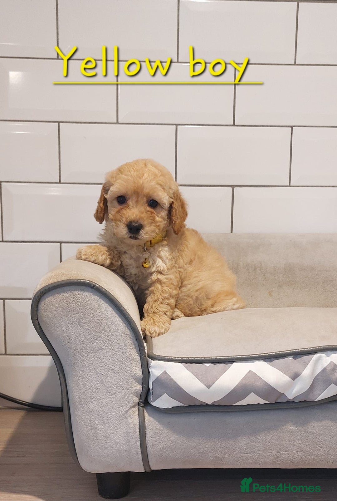 Cavachon dogs for sale: Beautiful Cavapoochons 🥰 - Image 12