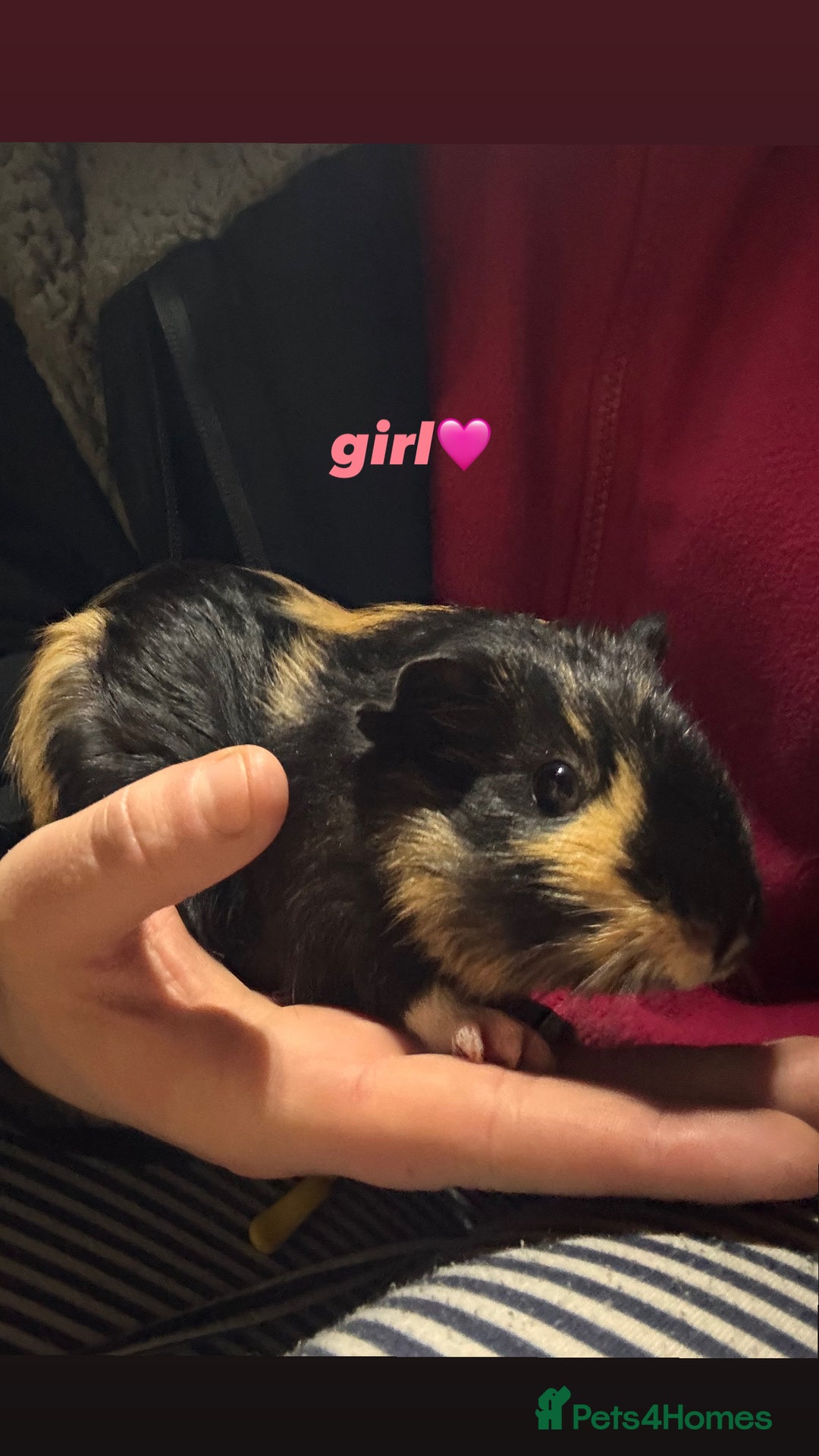Guinea Pig rodents for sale: baby guinea pigs for sale!  - Advert 7