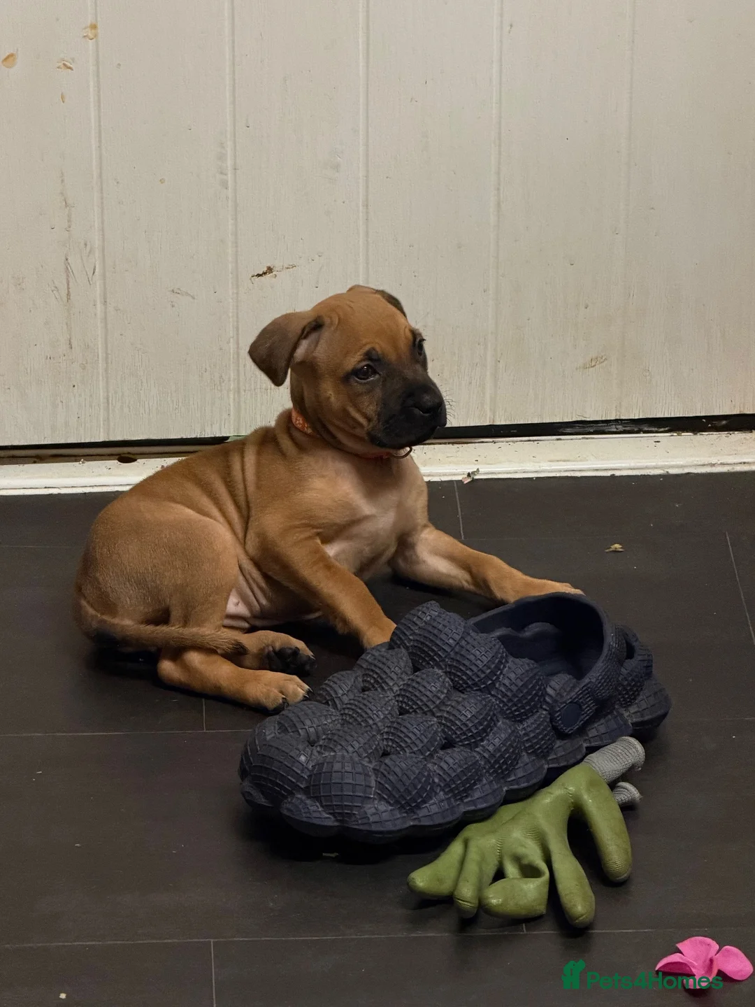 Mixed Breed dogs for sale: Introducing our beautiful Nala  in Leighton Buzzard - Advert 2