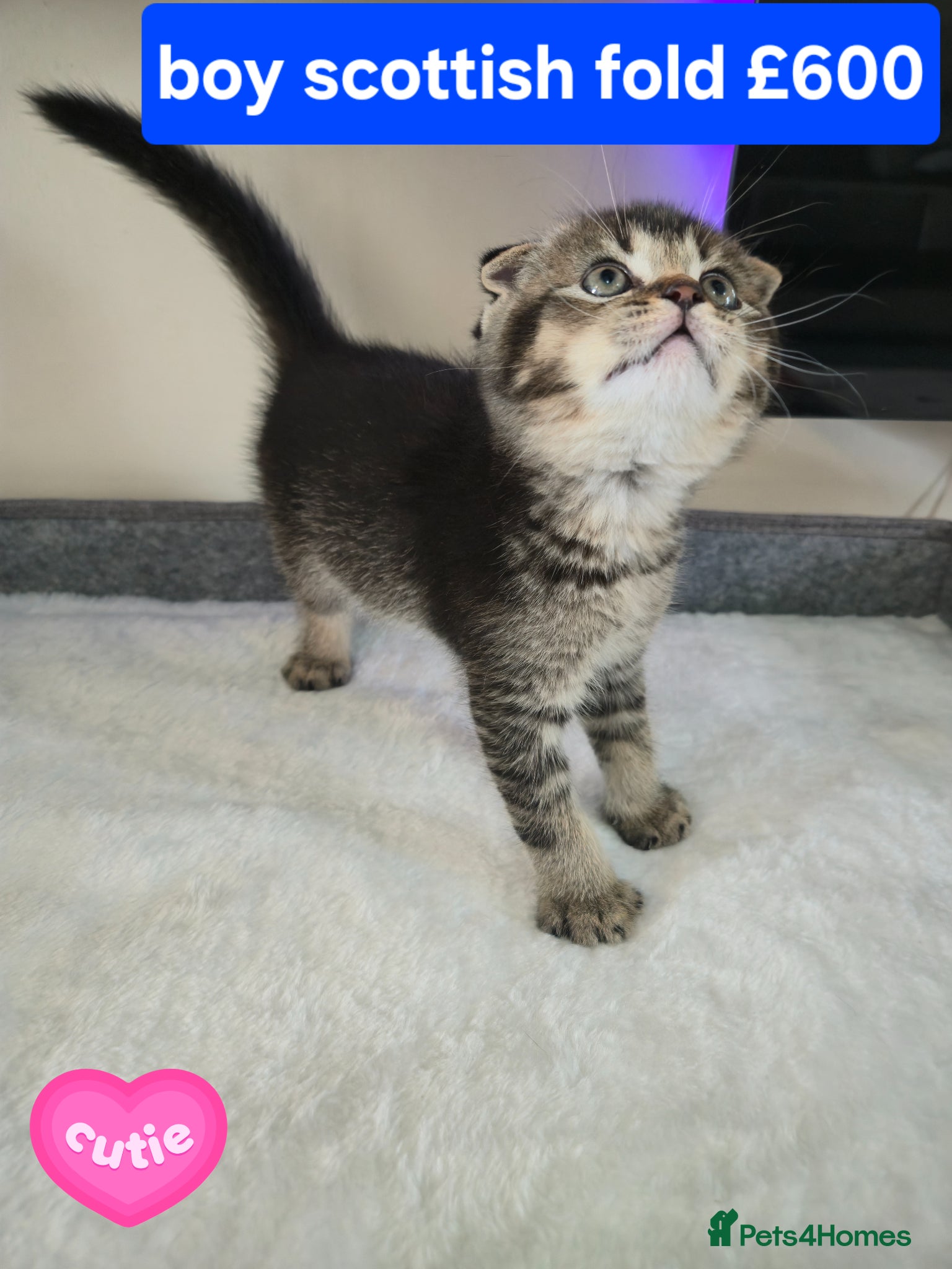 Scottish Fold cats Scottish Fold kittens for sale - Advert 4