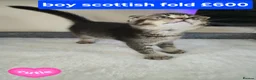 Scottish Fold cats for sale: Scottish Fold kittens for sale - Advert 1