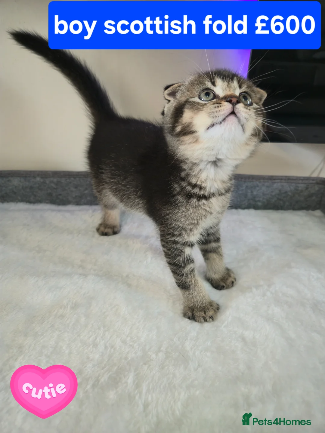 Scottish Fold cats for sale: Scottish Fold kittens for sale - Advert 1