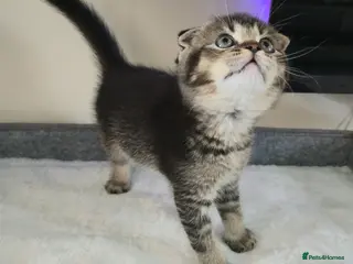 Scottish Fold cats Scottish Fold kittens for sale - Advert 1