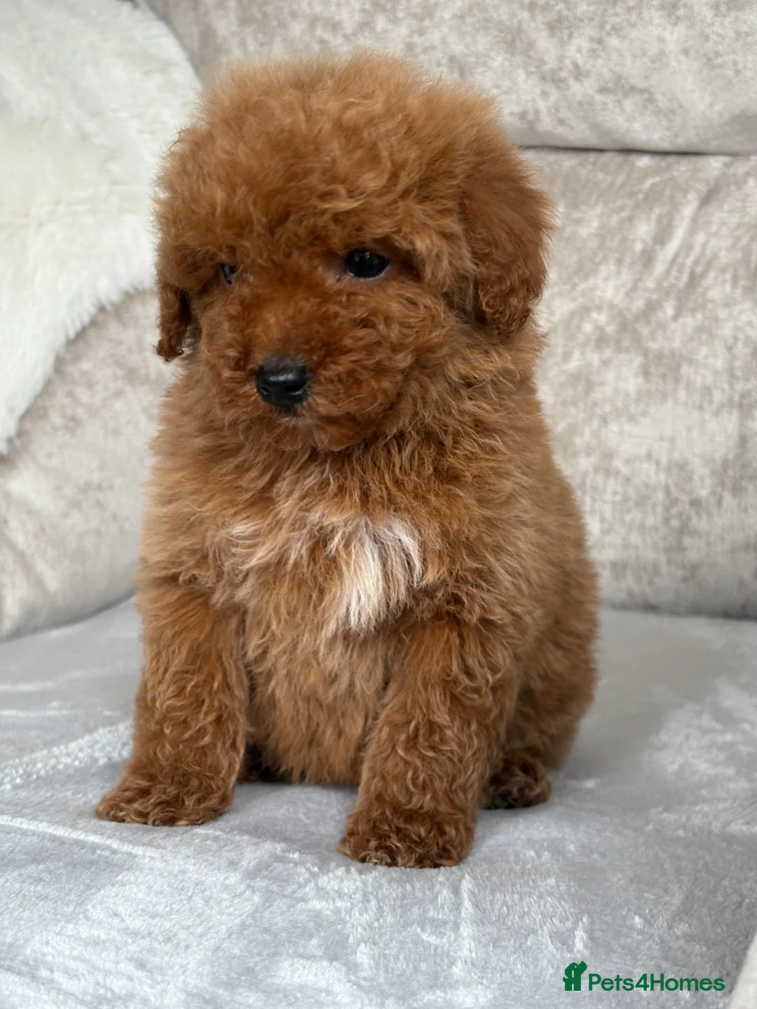 Miniature Poodle dogs for sale: Stunning miniature poodles - Advert 4