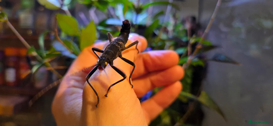 Stick Insects invertebrates for sale: Black Beauty stick insects, peruphasma shulteii  - Advert 2
