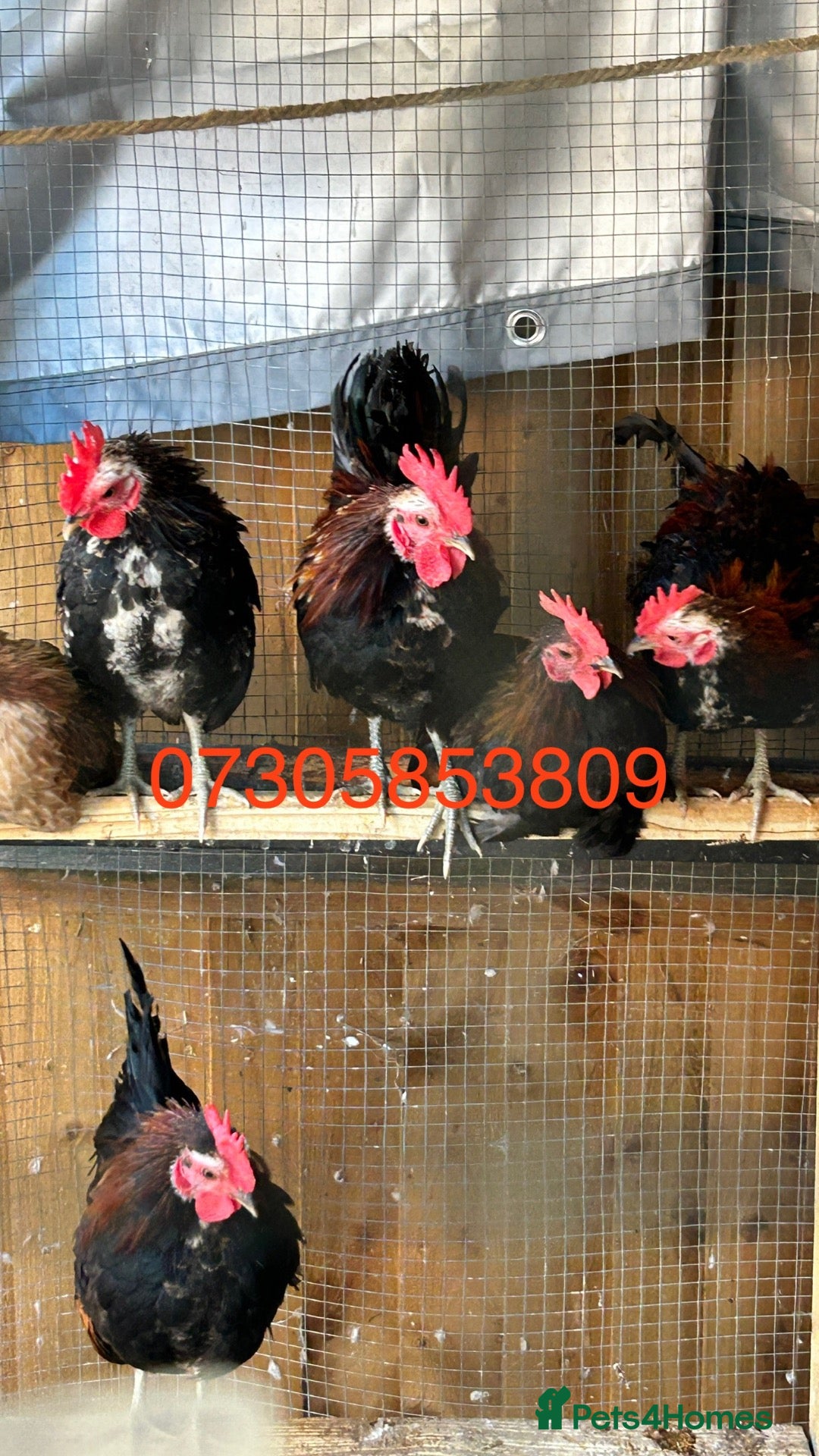 Chickens poultry Male serama chicken roosters & hatching eggs - Advert 2
