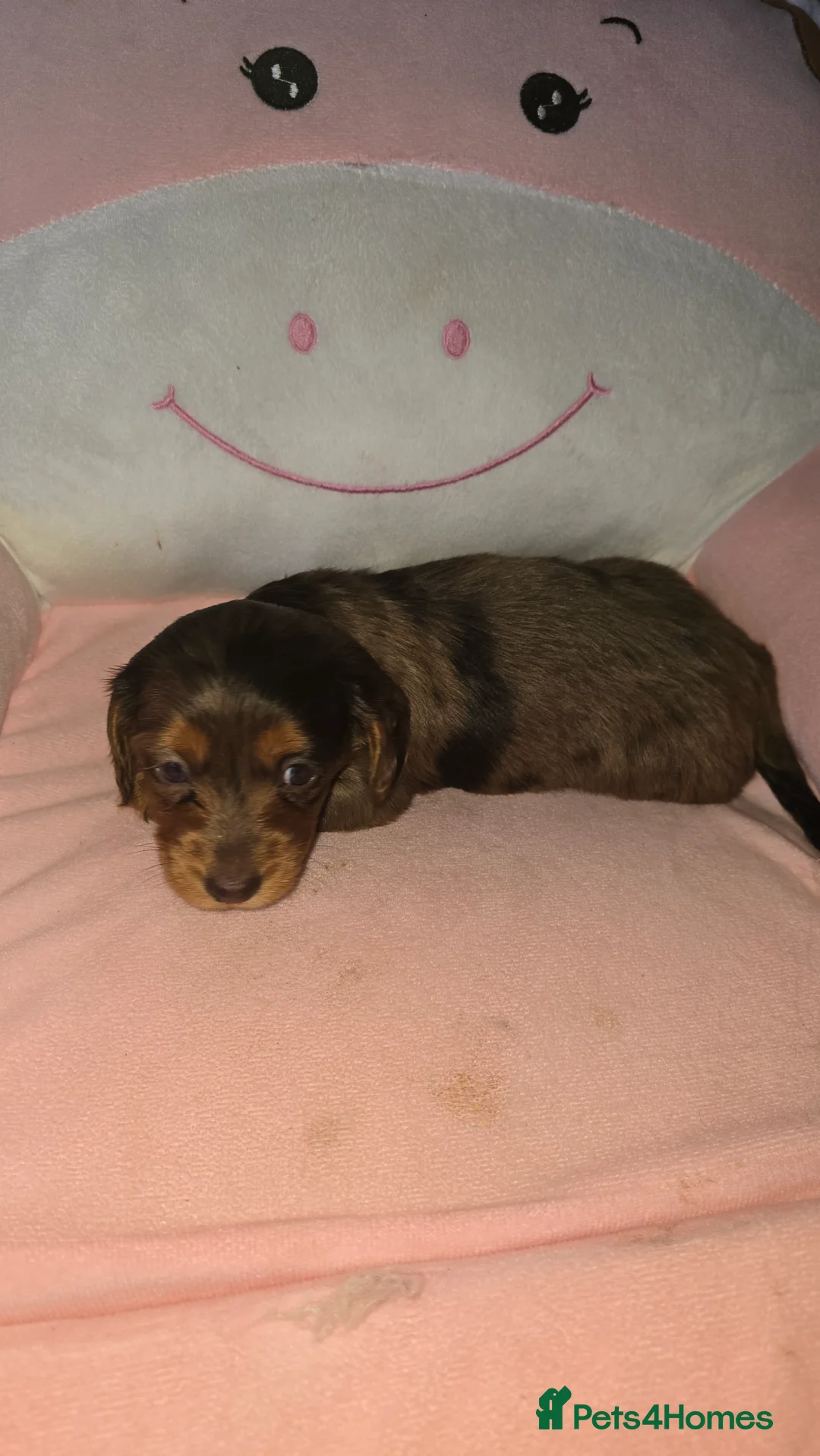 Dachshund dogs for sale: Miniature long haired dashounds  - Advert 7