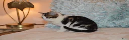 Mixed Breed cats for sale: 4 Beautiful Gentle Kittens for Sale - Advert 23
