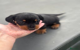 Miniature Dachshund dogs for sale: Beautiful miniature dachshund puppies - Image 21