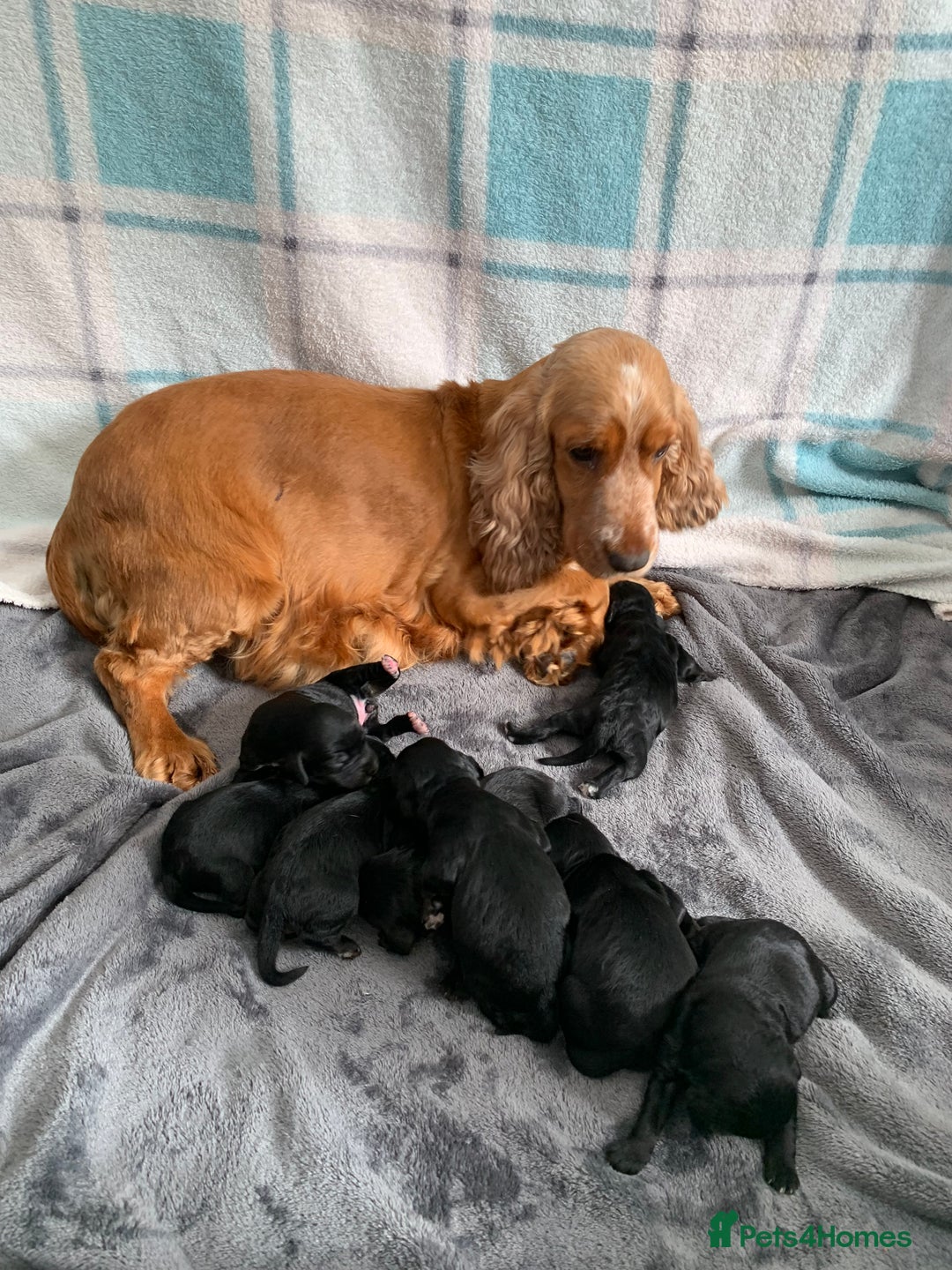 Cockapoo dogs for sale: F1show type Cockapoo. Health tested parents  - Image 9