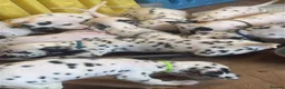 Dalmatian dogs for stud: Kc dalmatian black spot  - Advert 3