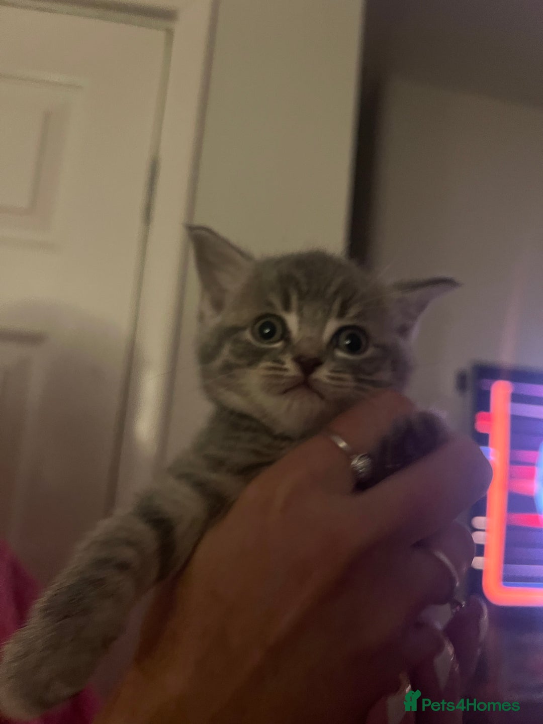 Mixed Breed cats for sale: 6 kittens - Advert 3