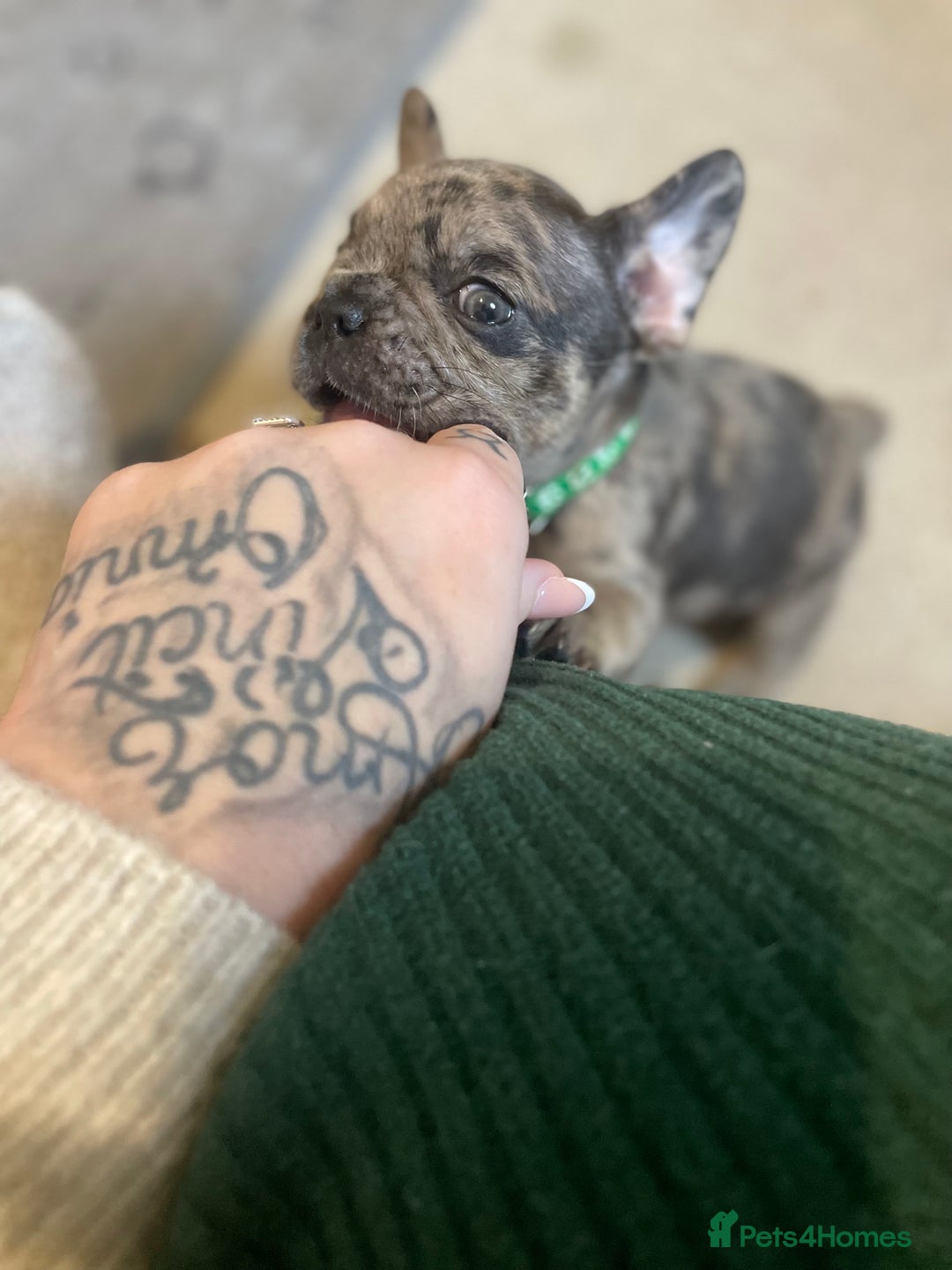 French Bulldog dogs for sale: French Bulldog Puppies - Advert 12