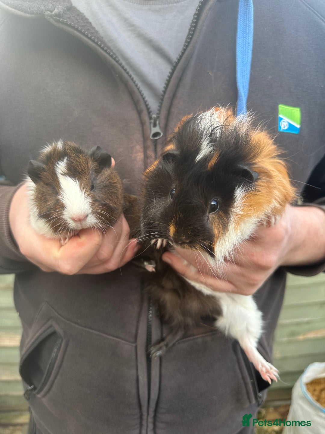 Guinea Pig rodents for sale: A pair of male piglets seeking forever home - Advert 1