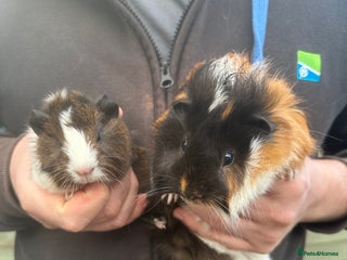 Guinea Pig rodents A pair of male piglets seeking forever home - Advert 2