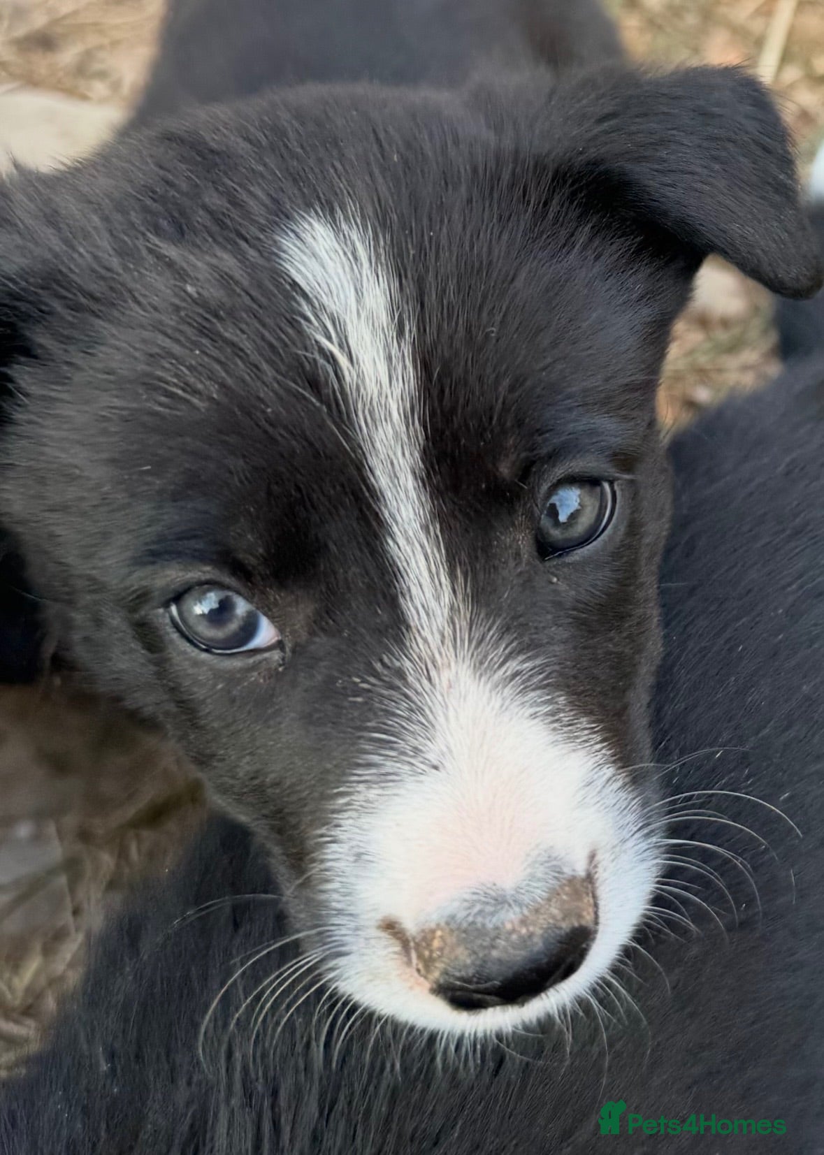 Border Collie dogs Happy, friendly, well natured border collies    - Advert 3