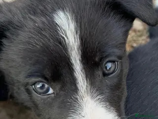 Border Collie dogs Happy, friendly, well natured border collies - Advert 3