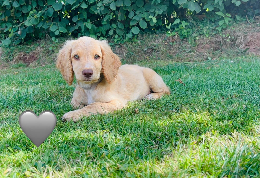 Cockapoo dogs for sale: 6 beautiful champagne and gold 🐶  - Image 13