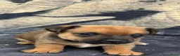 Jack Russell dogs for sale: Rough coated Jack Russell puppies  in Leicester - Advert 6
