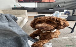 Cockapoo dogs for sale: Toy Cockapoo for sale✨ - Image 2