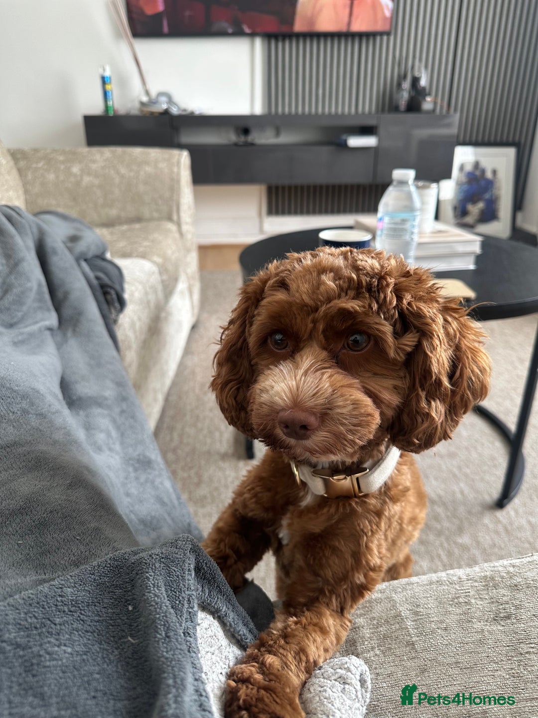 Cockapoo dogs for sale: Toy Cockapoo for sale✨ - Image 2